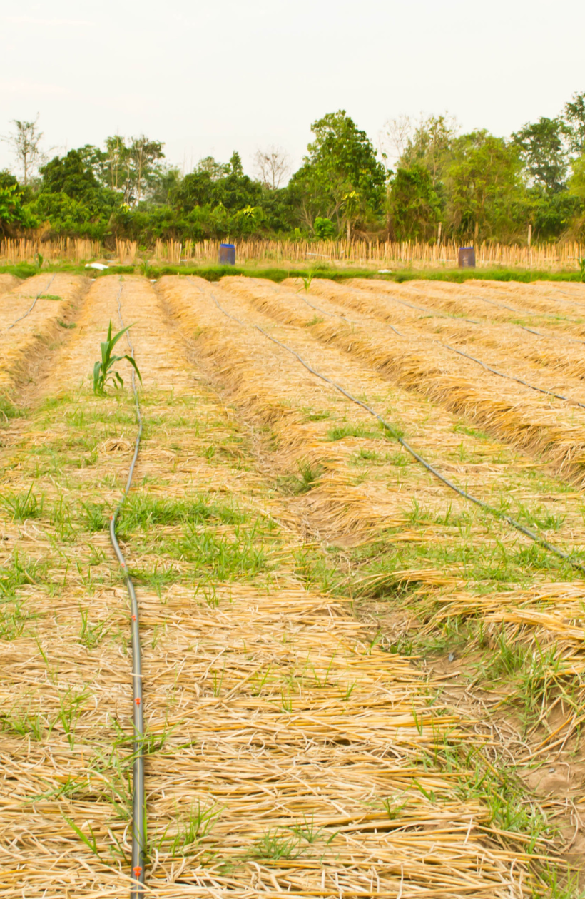 Limpieza de parcelas